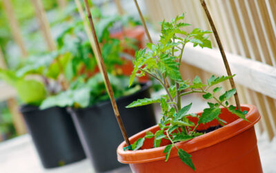 How to Design a Deck Garden
