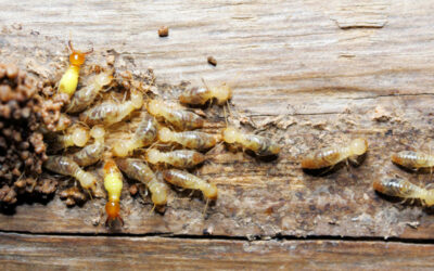 Protect Your Deck from Wood-Destroying Organisms