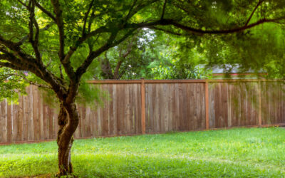 Best Plants for Keeping Shawnee Patios Cool in Hot Weather